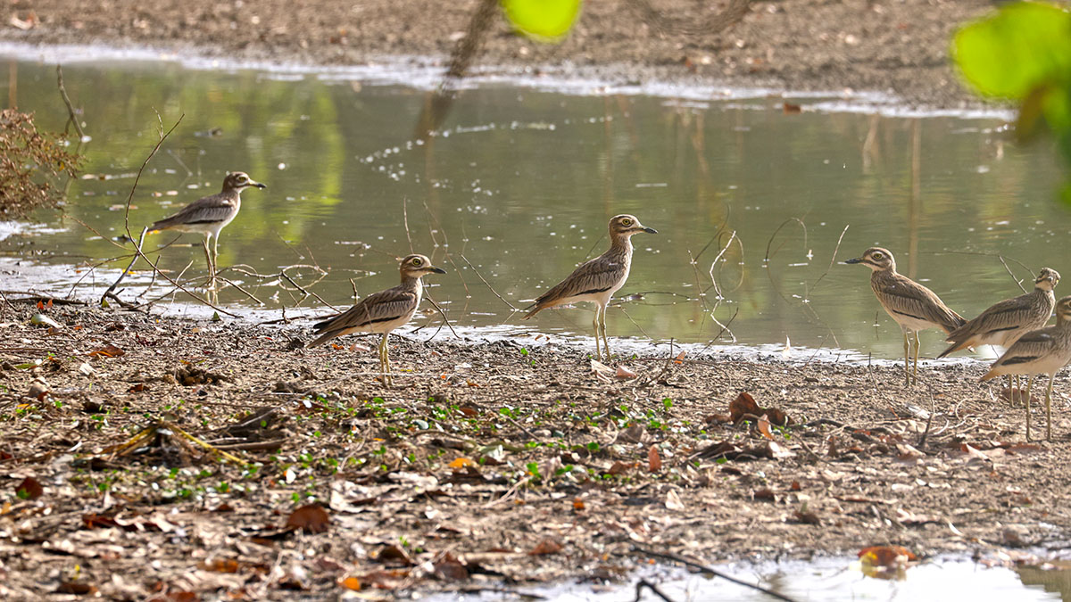 Senegal Thick-knee